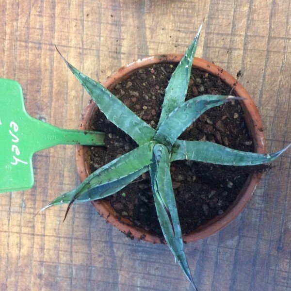 Agave Mc Kelveyana yava