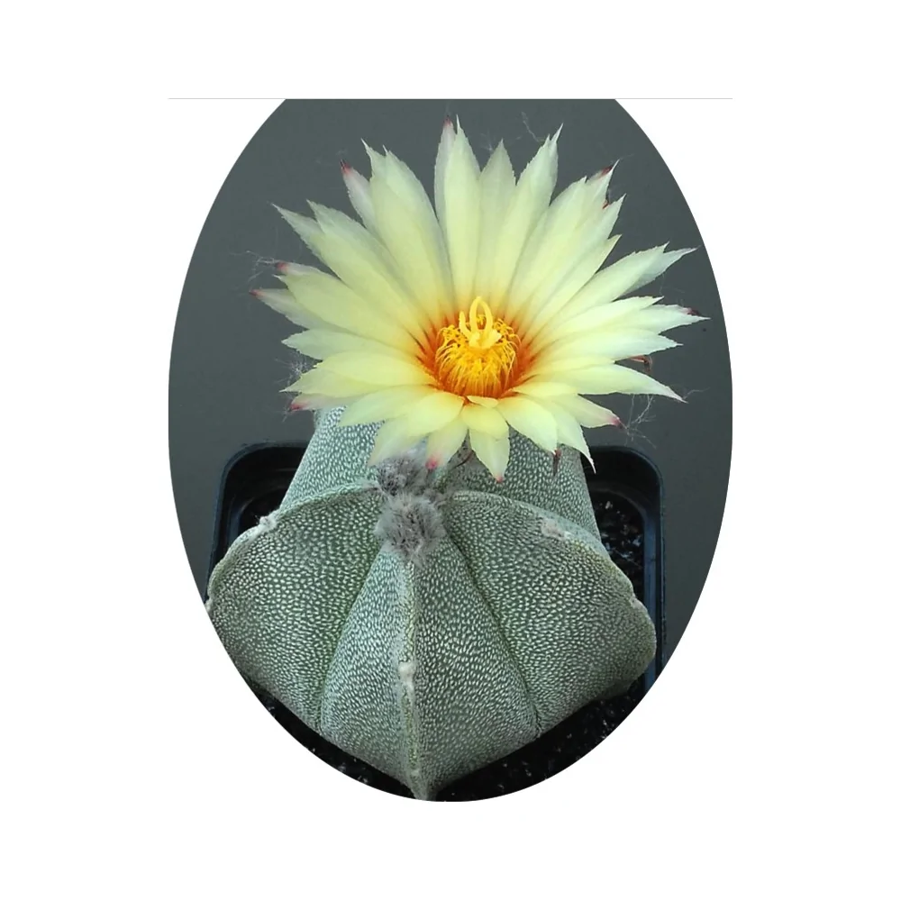 Astrophytum Coahuilense