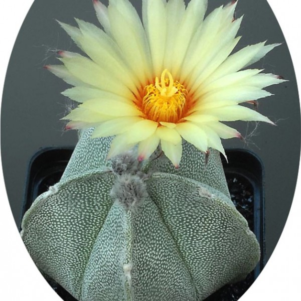 Astrophytum Coahuilense