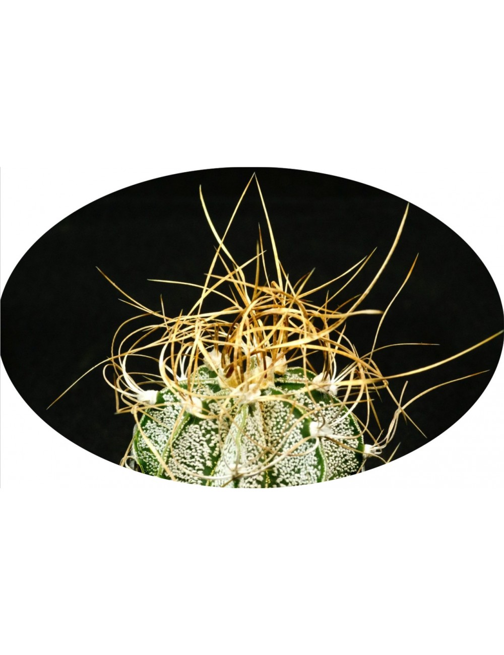 Astrophytum Crassispinum  
