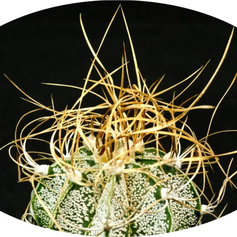 Astrophytum Crassispinum  