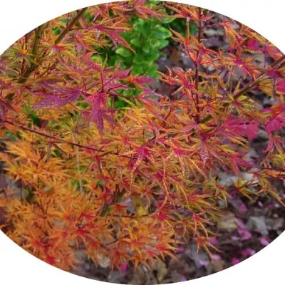 Acer Palmatum Okushimo