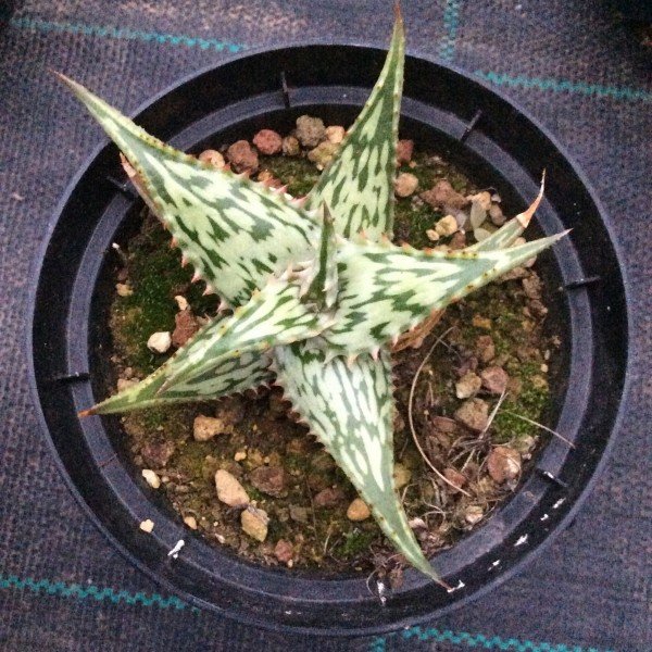 aloe somaliensis