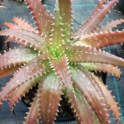 Aloe dorotheae