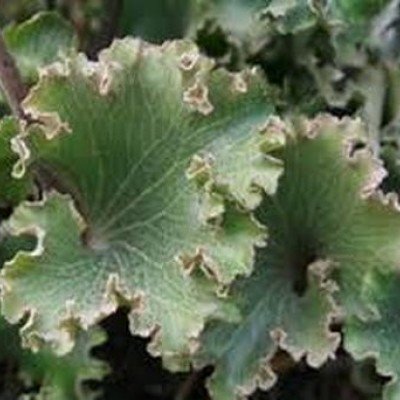 Farfugium Japonicum crispatum