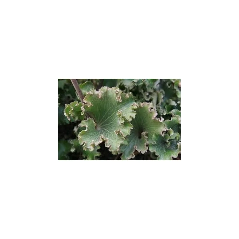 Farfugium Japonicum crispatum