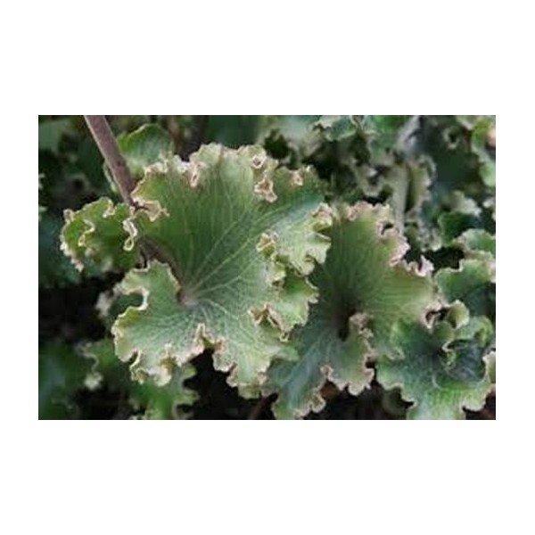 Farfugium Japonicum crispatum