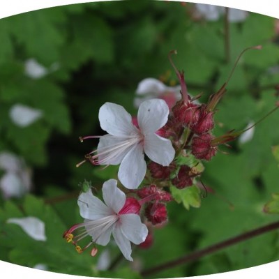 Geranium Macrorhizzum