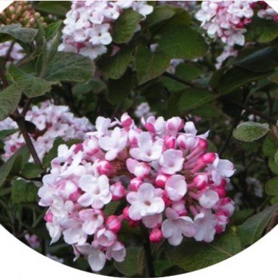 Viburnum Carlesii Diana