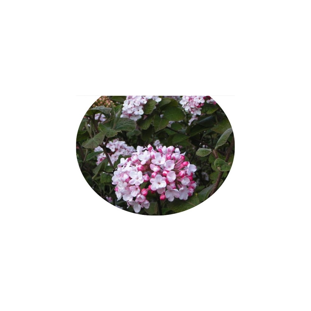 Viburnum Carlesii Diana