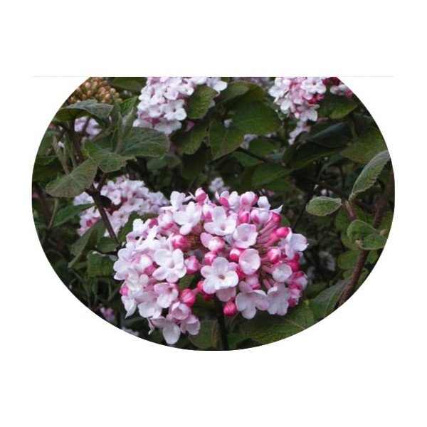 Viburnum Carlesii Diana