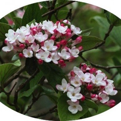 Viburnum Carlesii Diana