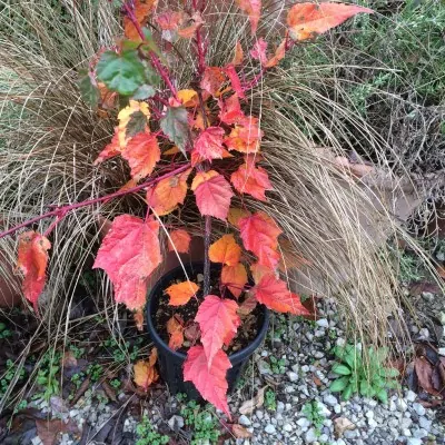 Acer conspicuum Red Flamingo