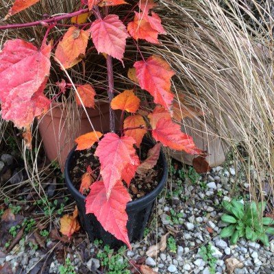 Acer Conspicuum Red Flamingo