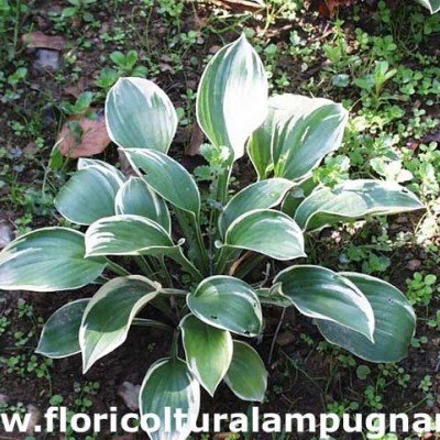 Hosta Crusader