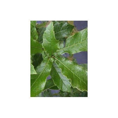 Quercus Rysophylla