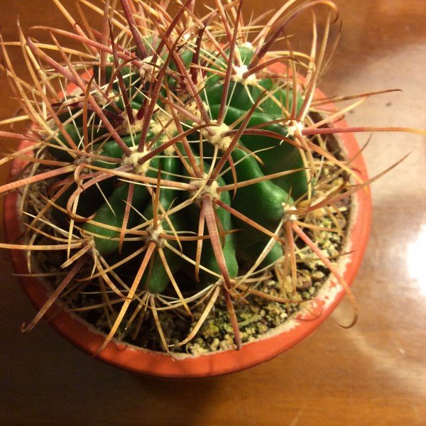 Ferocactus Fordii sb 1266 San Quintin-Bay