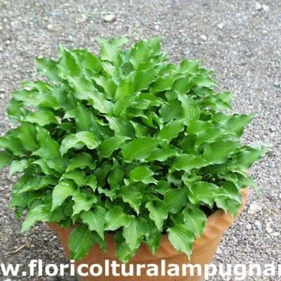 Hosta Minor