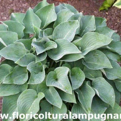 Hosta Pacific Blue Edger