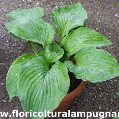 Hosta Beauty Substance