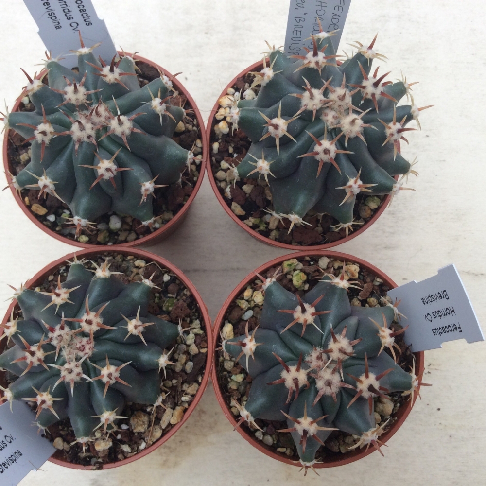 Ferocactus horridus S CVL. Brevispina