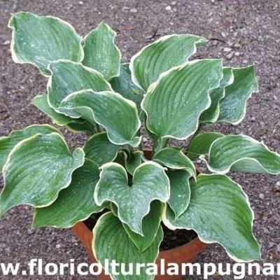 Hosta Fluctuans Sagae