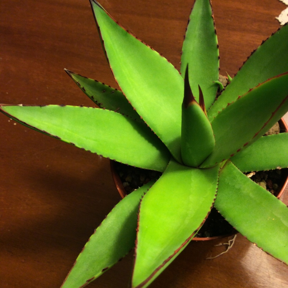 Agave  Attenuata x Celsi