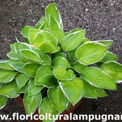 Hosta Moonlight