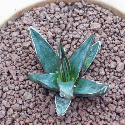 Agave Ferdinandi Regis Santino