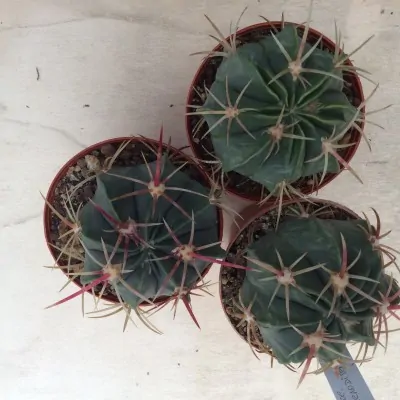 Ferocactus macrodiscus