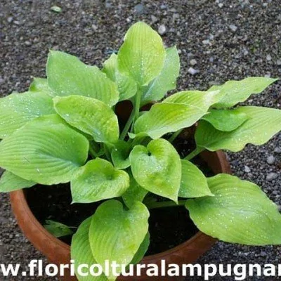 Hosta Golden Waffles