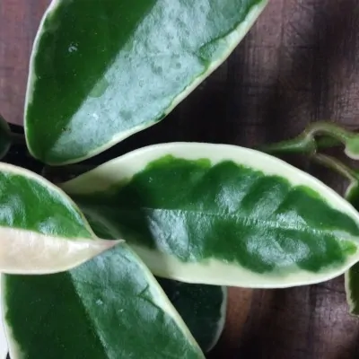 Hoya Carnosa Tricolor  fiore di cera