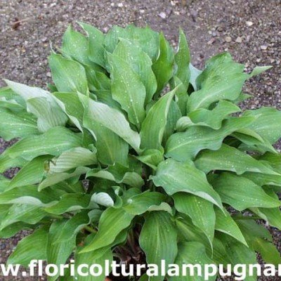 Hosta Krossa Beauty