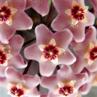 Hoya Carnosa Tricolor  fiore di cera