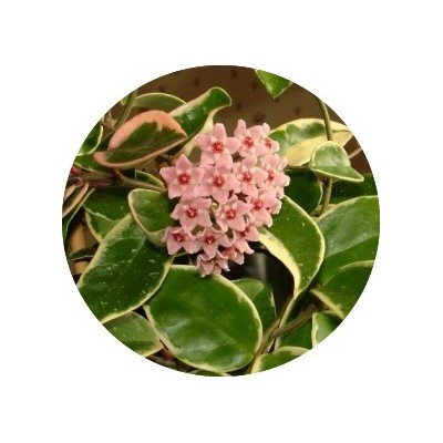 Hoya Carnosa Tricolor  fiore di cera
