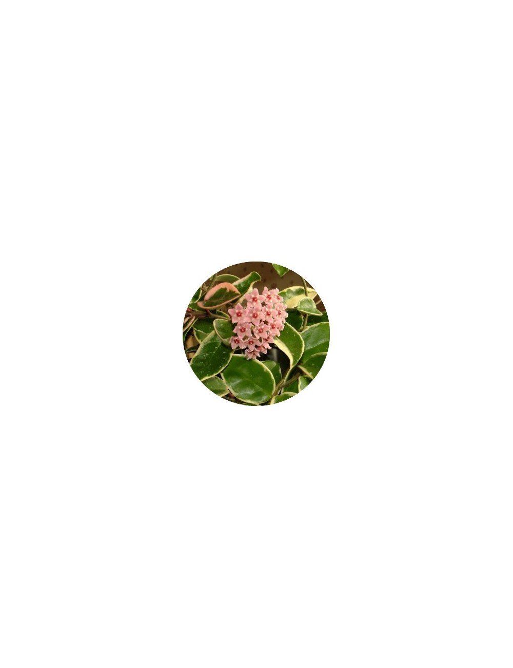 Hoya Carnosa Tricolor  fiore di cera