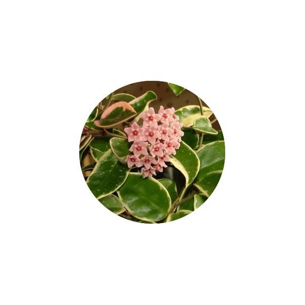 Hoya Carnosa Tricolor  fiore di cera