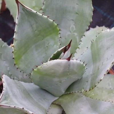 Agave seemaniana