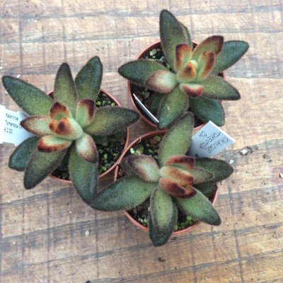 kalanchoe tomentosa chocolate soldier