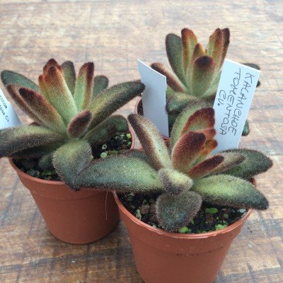 kalanchoe tomentosa chocolate soldier