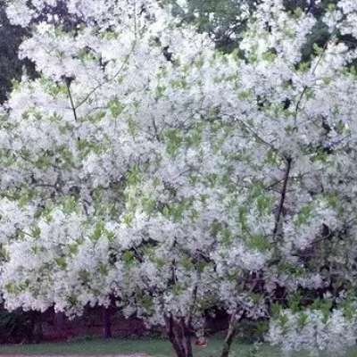 Chionanthus Virginicus