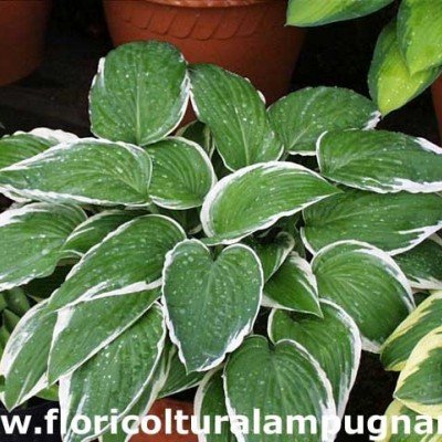 Hosta France Fortunei