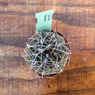 Gymnocalycium Gibbosum R 539