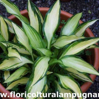 Hosta Celebration