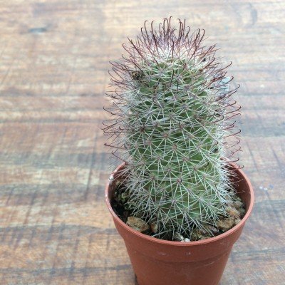 Mammillaria fraileana 