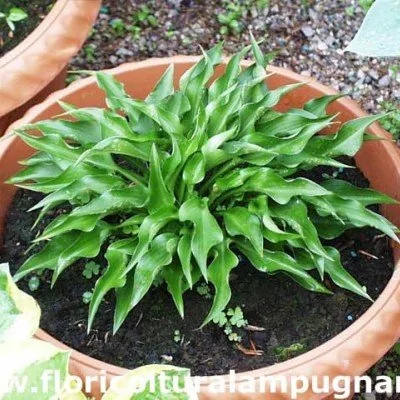 Hosta Harry Van Trier