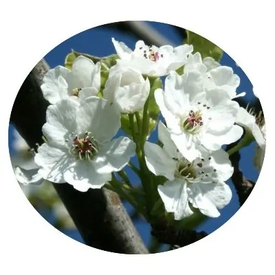 Pyrus calleryana 'Chanticleer