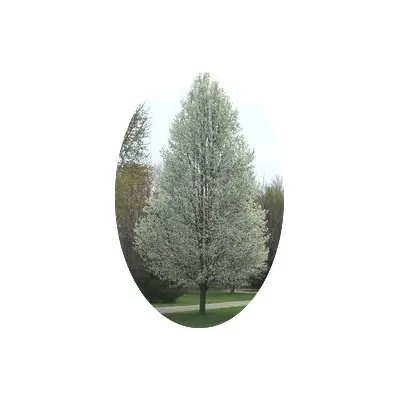 Pyrus calleryana 'Chanticleer