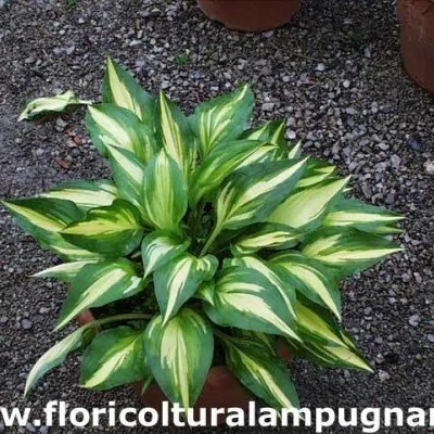 Hosta Cherry Berry