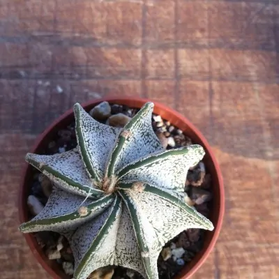 Astrophytum Capricornae Niveum